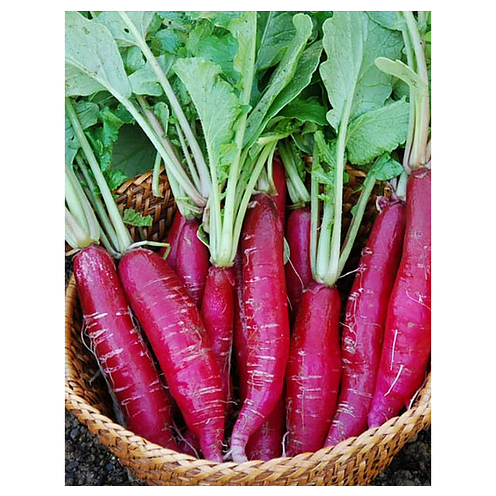 Indian Red Globe Radish Seeds – Heirloom, Non-GMO Vegetable Seeds for Planting Crisp, Round Red Radishes | Neera Seeds product photo [neera-v4-ac3b3690f9f08f7e2df5]