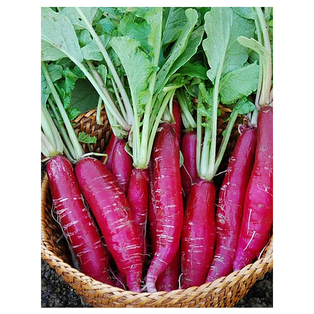 Indian Red Globe Radish Seeds – Heirloom, Non-GMO Vegetable Seeds for Planting Crisp, Round Red Radishes | Neera Seeds product photo [neera-v4-ac3b3690f9f08f7e2df5]