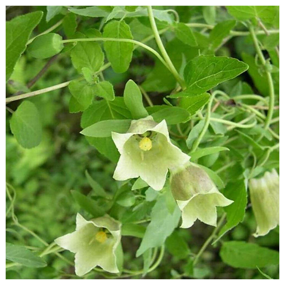 Heirloom Non-GMO Codonopsis Flower Seeds for Garden Planting – Rare Blooms Variety | Neera Seeds product photo [neera-v4-ac4114c09733ec0c1bf5]