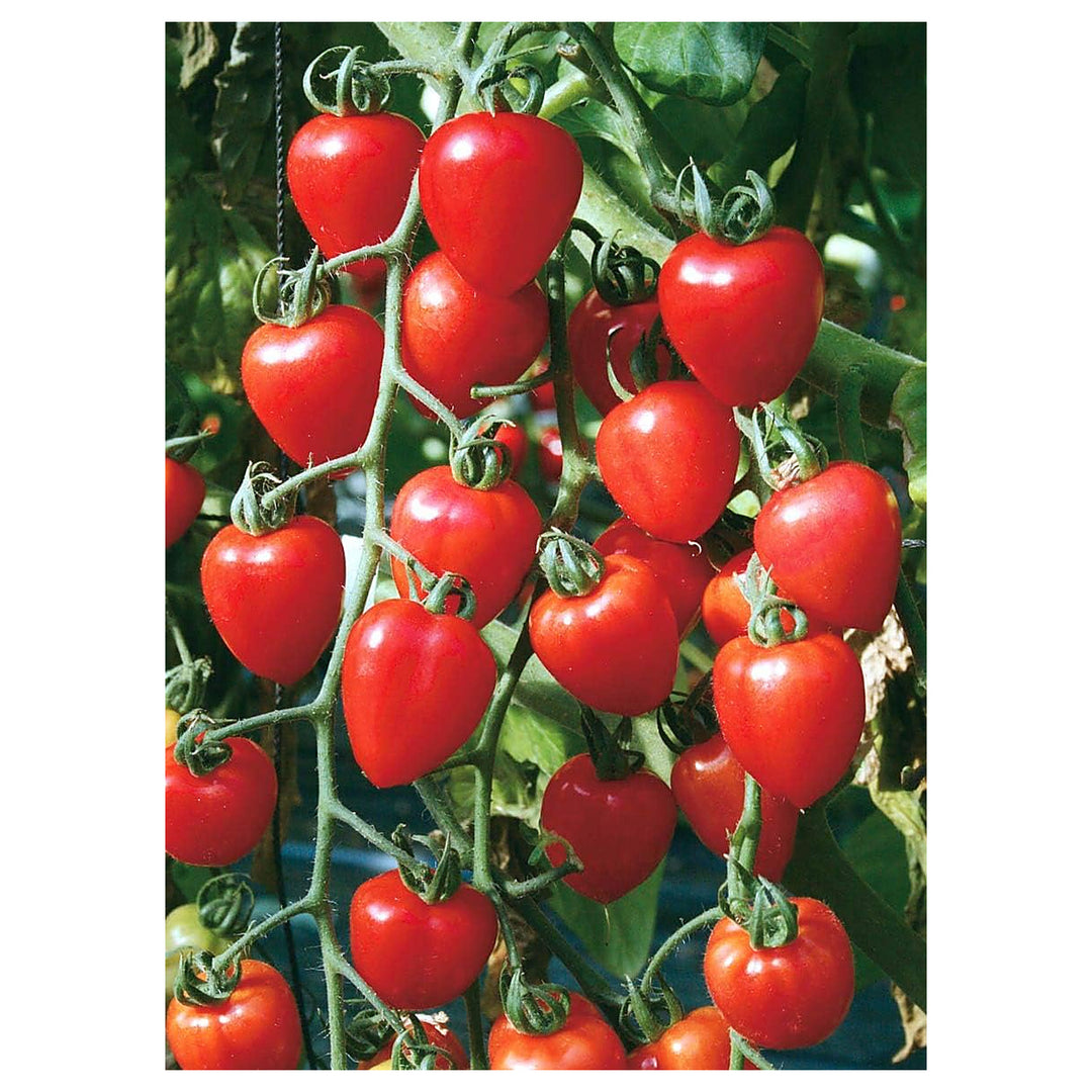 Red Tomato Seeds for Planting – Heirloom, Non-GMO, High Germination Organic Garden Seeds | Neera Seeds product photo [neera-v4-ac5cf79d234c3eaf5329]