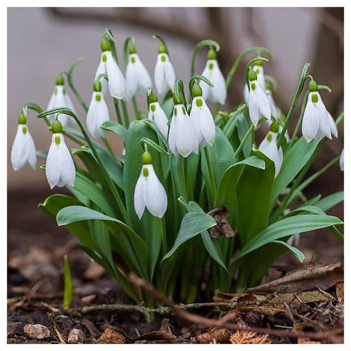 Organic White Galanthus Flower Seeds for Planting – Heirloom, Non-GMO, Elegant | Neera Seeds product photo [neera-v4-ac5ef4baf67a7b7ab221]