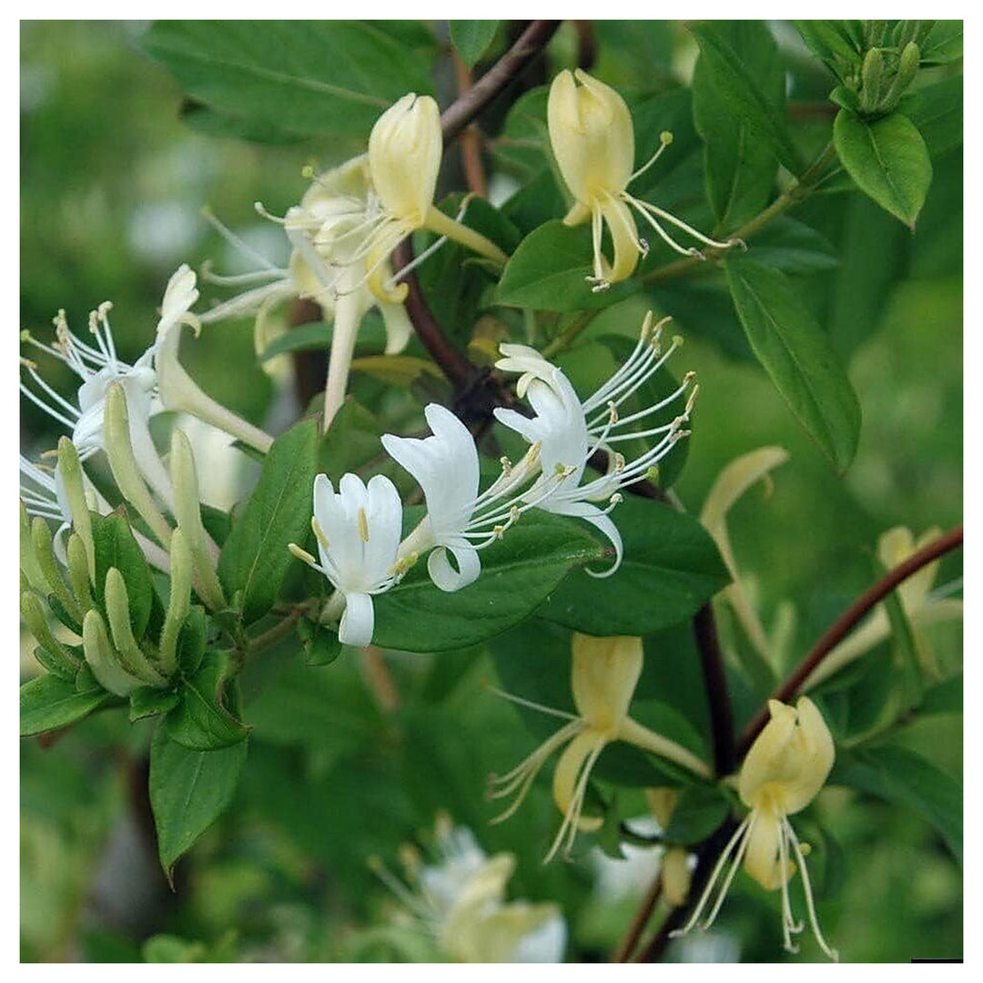 Heirloom White Cape Honeysuckle Flower Seeds, Non-GMO Elegant Blooms for Planting | Neera Seeds product photo [neera-v4-ac62b4963363c6a3b2e5]