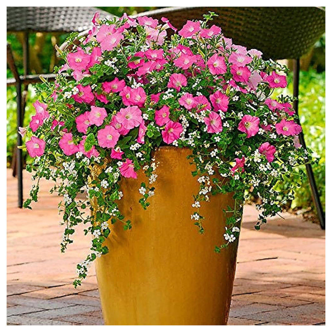 Double Petals Petunia Petunia Spp For Planting In Hanging Baskets Flower Seeds for Home Garden | Neera Seeds product photo [neera-v4-ac645816c07b76b36589]
