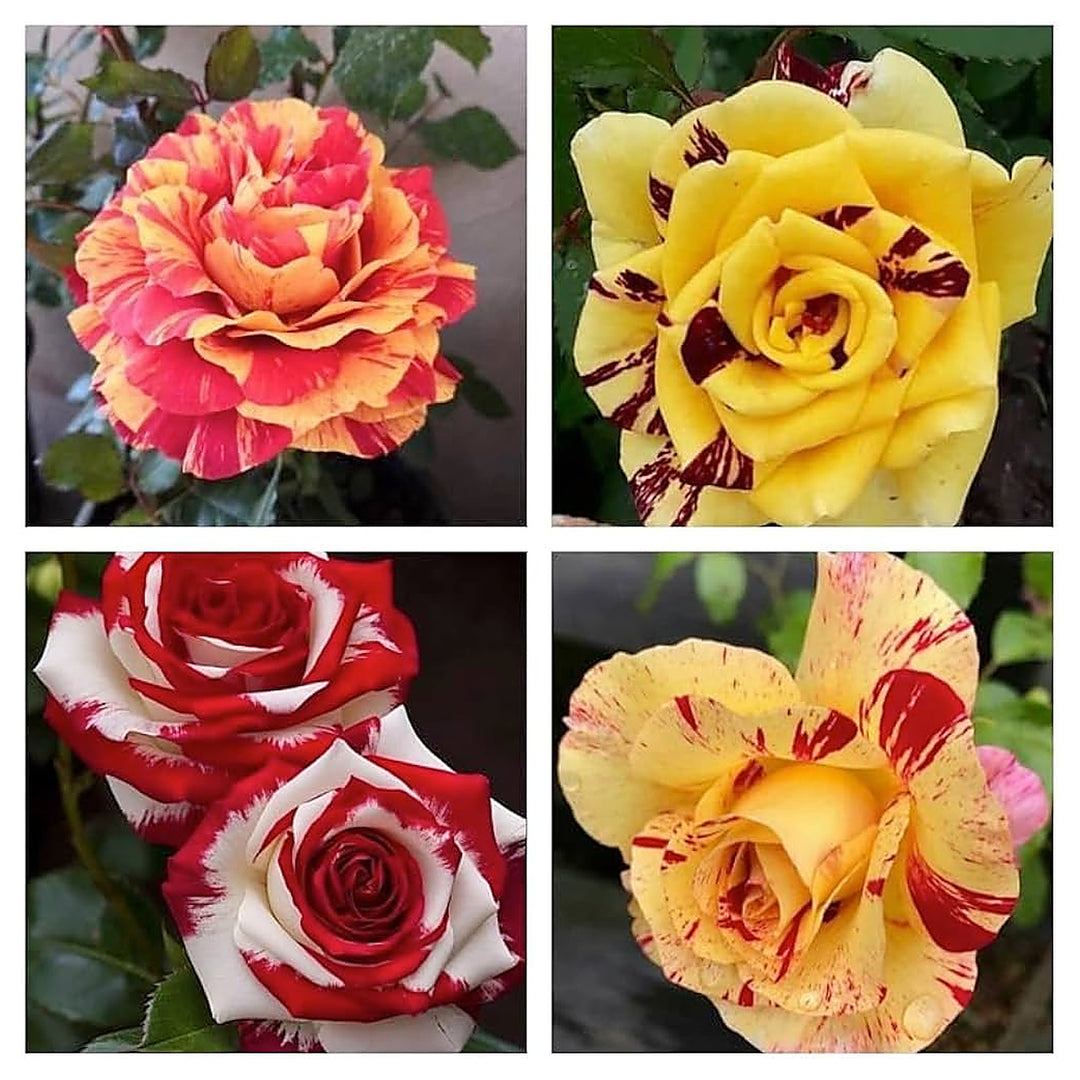 Dragon Rose Mixed Color Flower Seeds for Planting – Heirloom Non-GMO Seeds | Neera Seeds product photo [neera-v4-ac716b0378137e716f96]