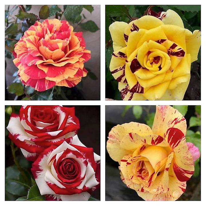 Dragon Rose Mixed Color Flower Seeds for Planting – Heirloom Non-GMO Seeds | Neera Seeds product photo [neera-v4-ac716b0378137e716f96]