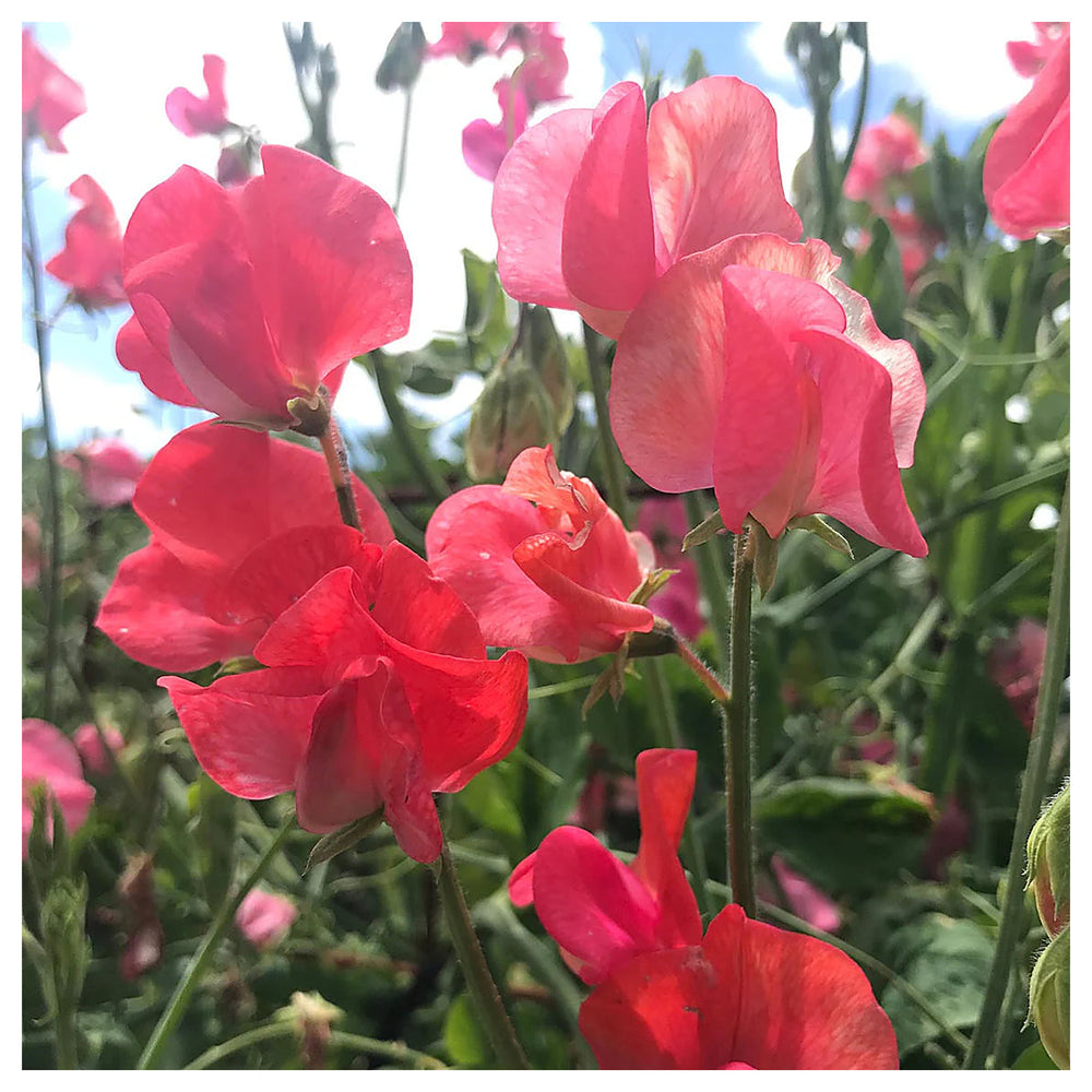 Orange Sweet Pea Flower Seeds for Planting – Heirloom, Non-GMO, High Germination Climbing Garden Seeds | Neera Seeds product photo [neera-v4-ac793f99d8bb947b0b20]