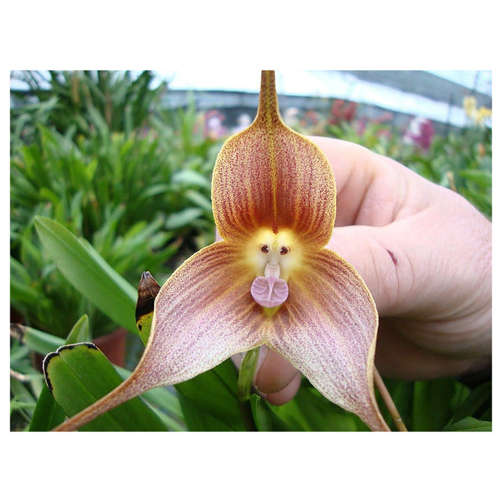 Green Monkey Face Orchid Seeds – Heirloom Non-GMO High Germination Seeds for Planting Exotic Home &amp; Garden Blooms | Neera Seeds product photo [neera-v4-ac7b96e8dc58de95a853]