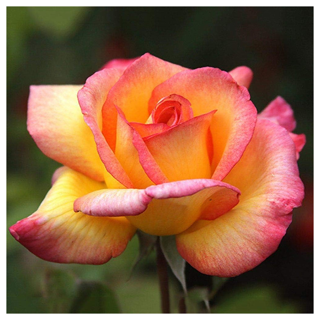 Yellow Pink Mini Violet Flower Seeds for Garden Planting – Non-GMO, Heirloom Seeds with High Germination | Neera Seeds product photo [neera-v4-ac8e0c734ec970807e71]