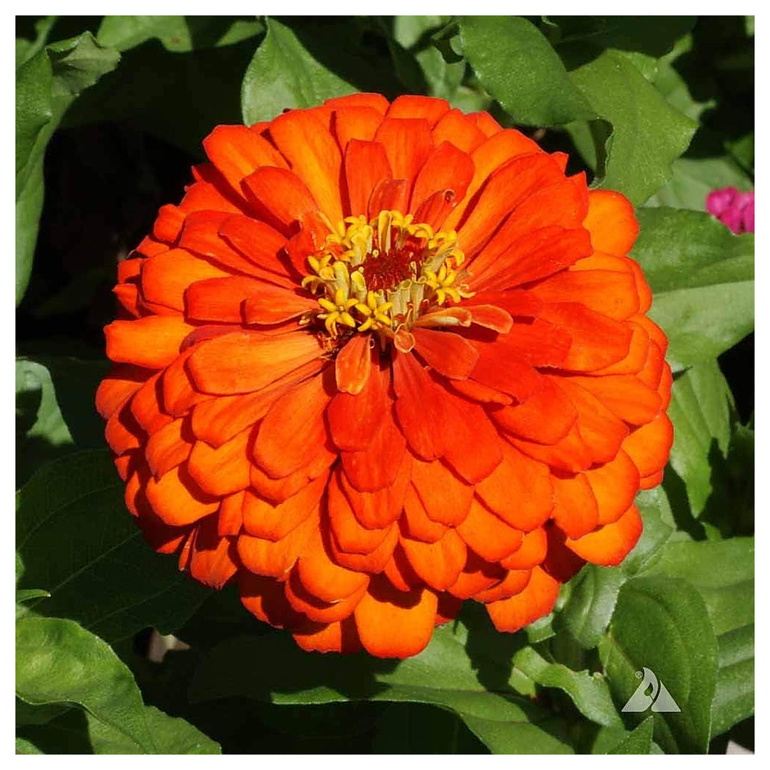 Zinnia Orange Flower Seeds for Planting – Heirloom Non-GMO High Germination Organic Garden Seeds | Neera Seeds product photo [neera-v4-ac92e5eab3cb61ca498e]