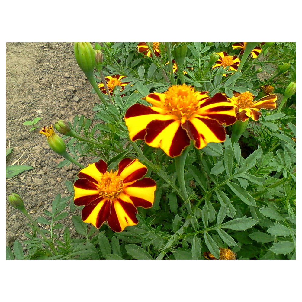 Heirloom Marigold Mr. Majestic Flower Seeds, Non-GMO Striped Blooms for Vibrant Garden Planting | Neera Seeds product photo [neera-v4-ac962639b556f01a16b6]