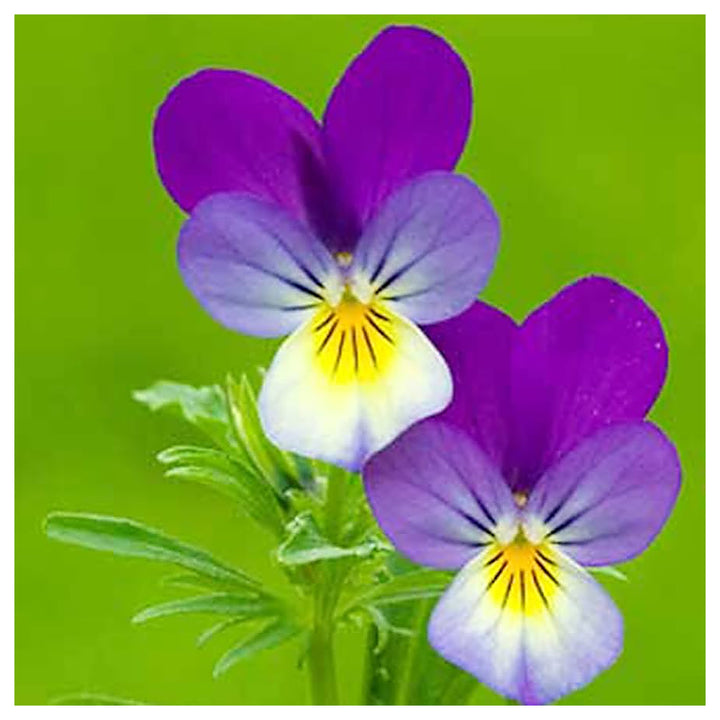 Viola King Heinrich Viola X Wittrockiana Planting Flower Bed Flower Seeds Home Garden | Neera Seeds product photo [neera-v4-acab15e94caf8ecb9653]