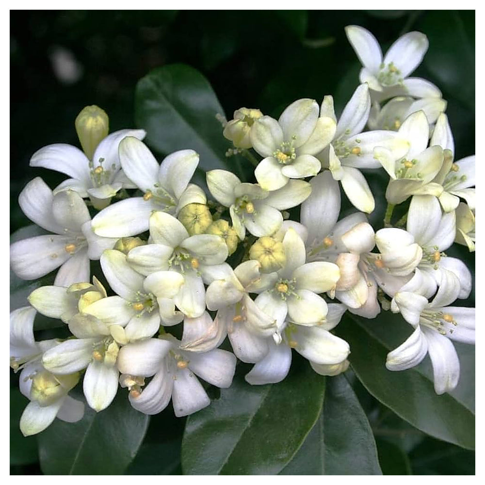White Murraya Paniculata Seeds – Heirloom, Non-GMO Flower Seeds for Planting Fragrant Blooms | Neera Seeds product photo [neera-v4-acb0f03aea3302397714]