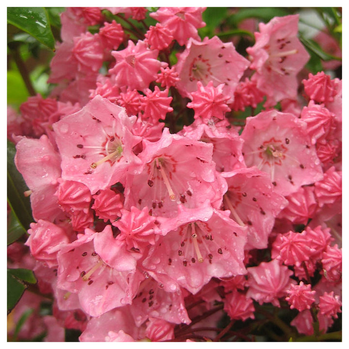 Heirloom Pink Kalmia Flower Seeds for Planting - Non-GMO Mountain Laurel High Germination Organic Garden Seeds | Neera Seeds product photo [neera-v4-acb177f49da76f3e2430]