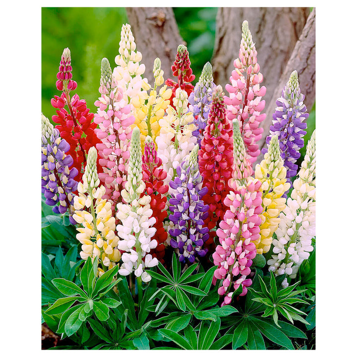 Organic Heirloom Non-GMO Mixed Tutti Frutti Lupine Seeds for Planting – Colorful Blooms, Heirloom Seeds | Neera Seeds product photo [neera-v4-acb1f702c1f64d110ce1]