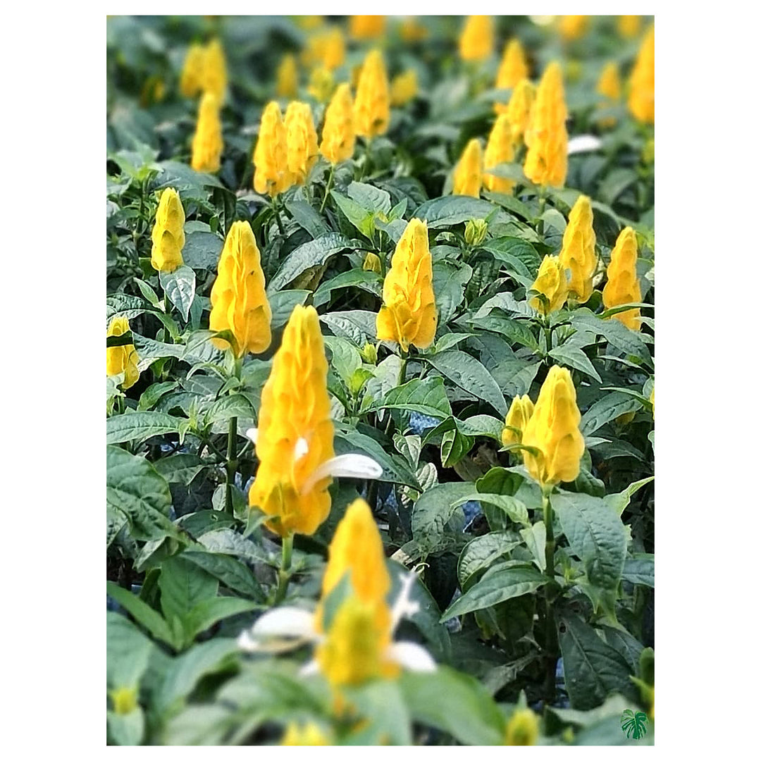 Yellow Crossandra Flower Seeds for Planting – Heirloom, Non-GMO, High Germination Organic Garden Seeds | Neera Seeds product photo [neera-v4-acb3e26c382145df489a]
