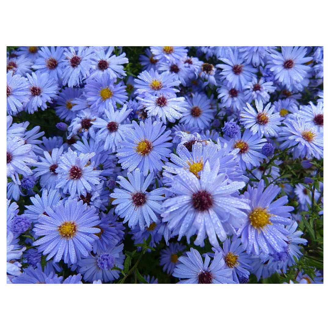 Sky Blue Aster Seeds for Planting – Organic Heirloom Non-GMO High Germination Flower Seeds | Neera Seeds product photo [neera-v4-acb735f9b14068846aeb]