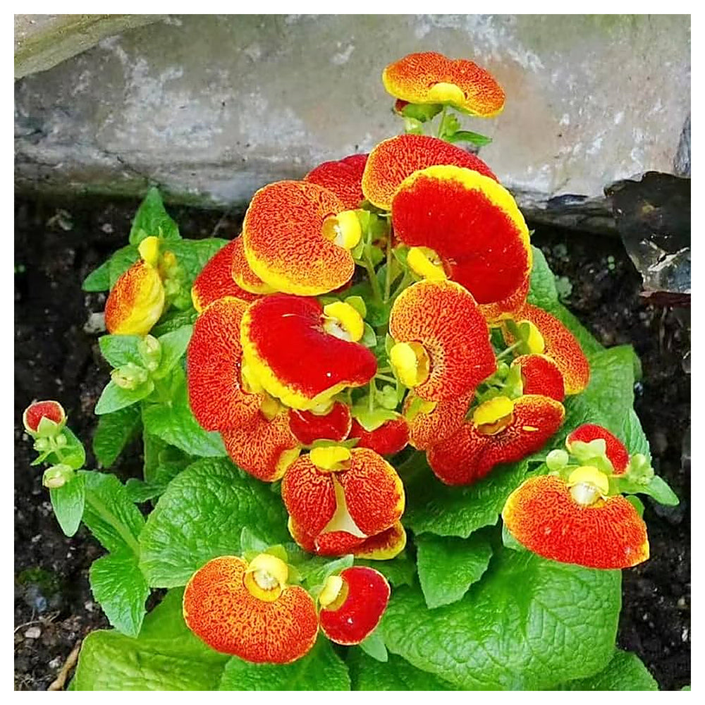 Heirloom Non-GMO Calceolarias Flower Seeds – Uniquely Shaped Blooms & Garden Planting | Neera Seeds product photo [neera-v4-acc70ed69acbeeaadc9c]