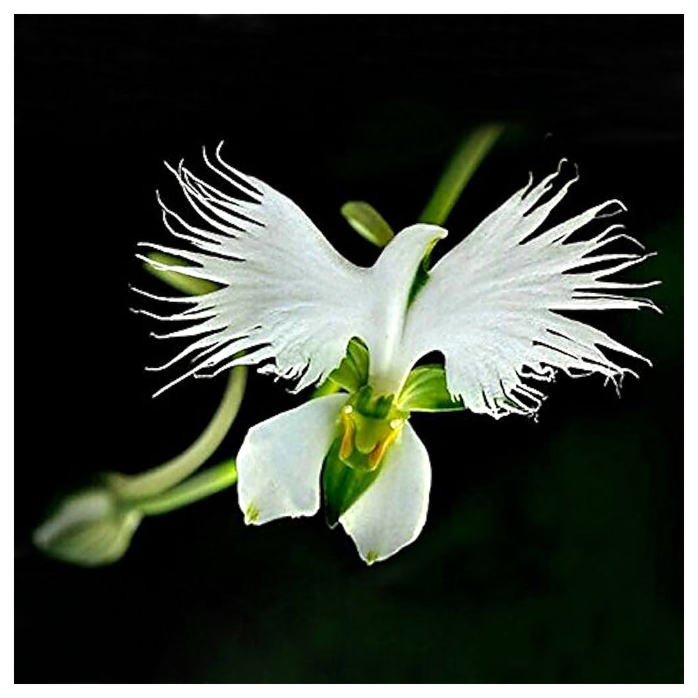 ]White Orchid Garden Terrace Flower Seeds for Planting – Heirloom Non-GMO High Germination Organic Seeds | Neera Seeds product photo [neera-v4-aced6b95ebe96773903d]
