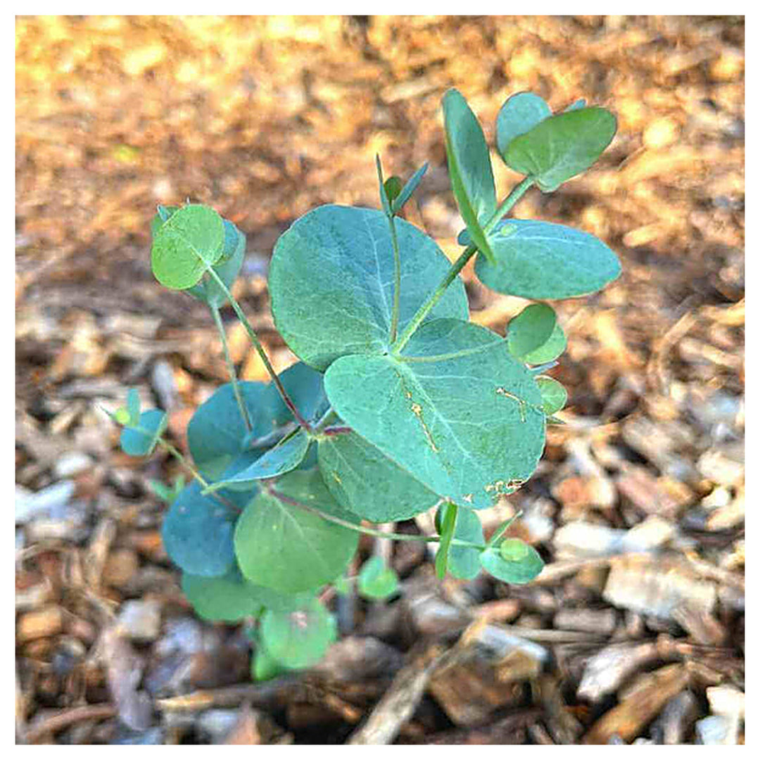 Eucalyptus Cinerea, Silver Dollar-Plant Seeds for Garden Planting | Neera Seeds product photo [neera-v4-acfe468395db1537990e]