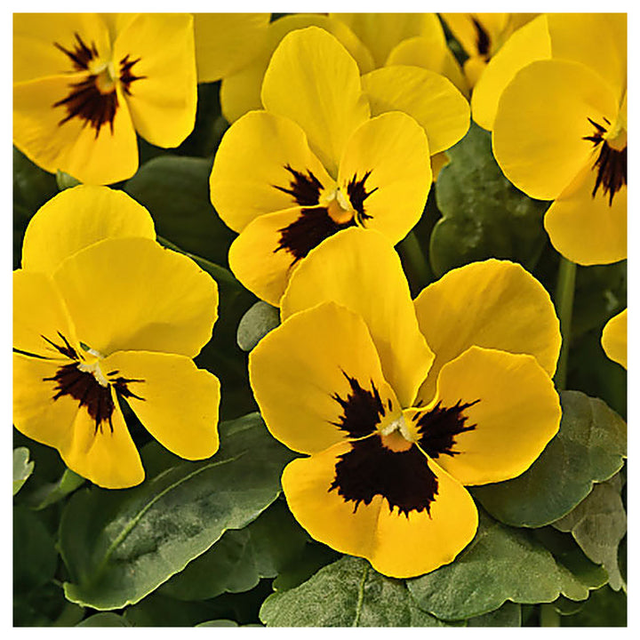 Heirloom Non-GMO Yellow Viola Flower Seeds for Planting – Bright Blooming Flower Seeds | Neera Seeds product photo [neera-v4-ad1b2052628a01a457f9]