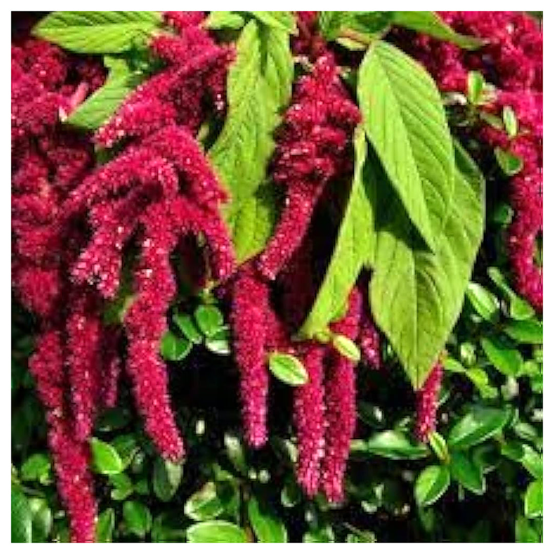 Amaranthus Hypochondriacus Planting Flower Bed And Urban Garden Flower Seeds Home | Neera Seeds product photo [neera-v4-ad270aa2d3320d308b31]