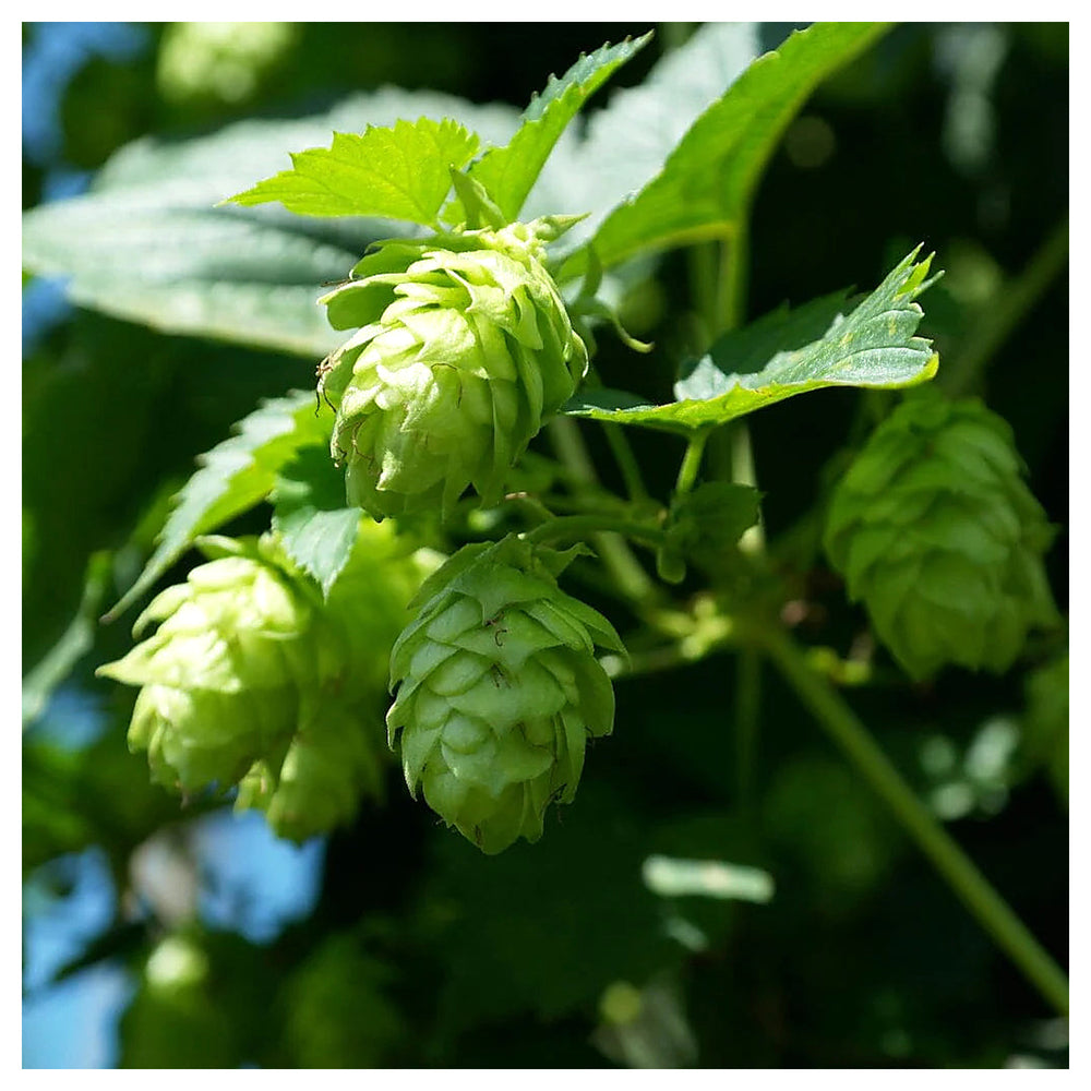 Humulus Lupulus Plant Seeds for Planting – Hardy Perennial Hops for Brewing & Ornamental Gardens | Neera Seeds product photo [neera-v4-ad2dea64585510cd029d]