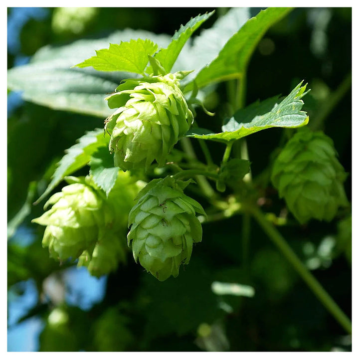 Humulus Lupulus Plant Seeds for Planting – Hardy Perennial Hops for Brewing &amp; Ornamental Gardens | Neera Seeds product photo [neera-v4-ad2dea64585510cd029d]