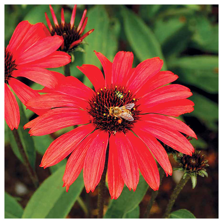 Heirloom Non-GMO Red Coneflower Seeds – Vibrant Pollinator Blooms for Garden Planting | Neera Seeds product photo [neera-v4-ad39d38a95b82b178c04]