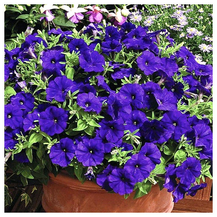 Blue Double Petunia Flower Seeds for Planting – Heirloom Non-GMO | High Germination Organic Garden Seeds | Neera Seeds product photo [neera-v4-ad3b4e1411d3ab23049f]
