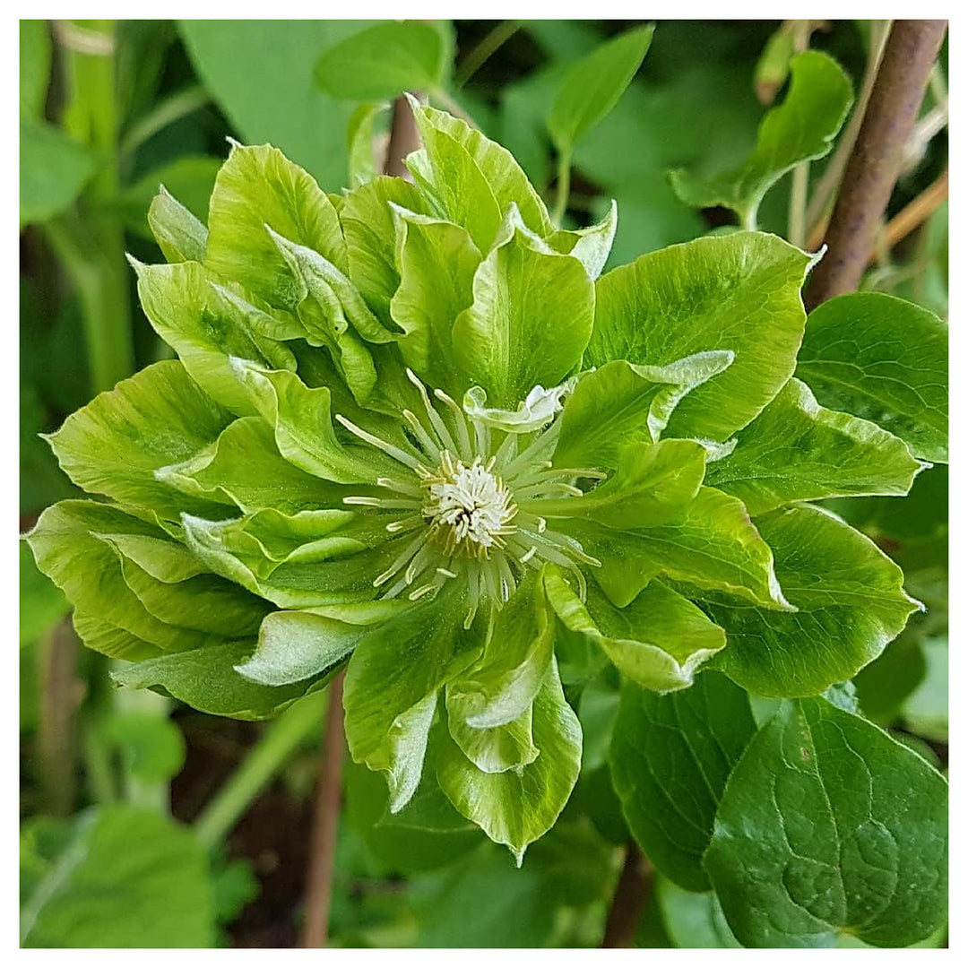 Heirloom Non-GMO Green Clematis Flower Seeds – High Germination Organic Garden Seeds for Climbing Vine Planting | Neera Seeds product photo [neera-v4-ad4aa82377775033b745]