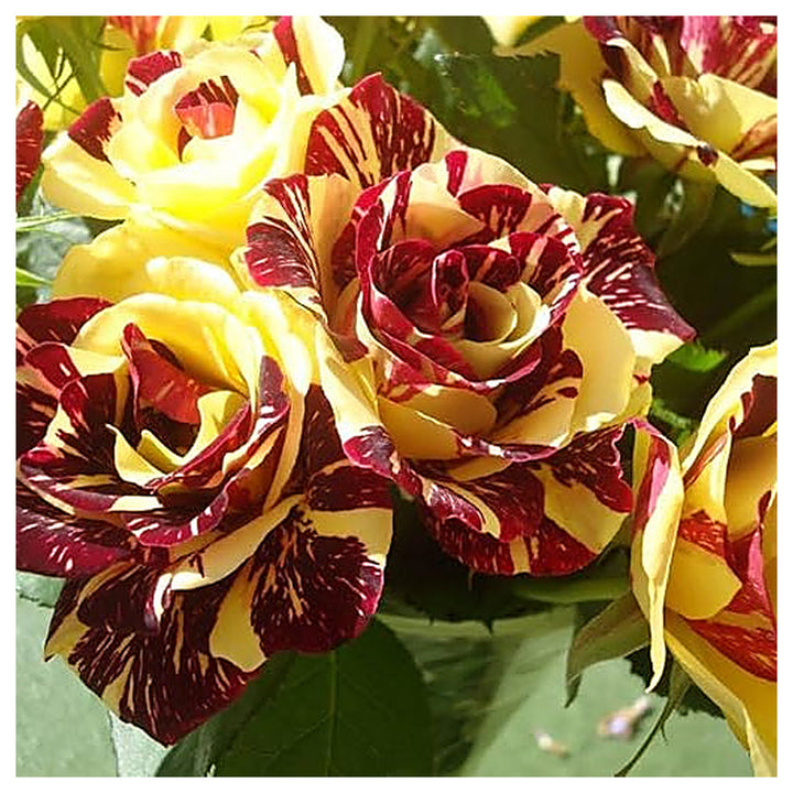 Rare Dragon Rose Plant Seeds for Planting Yellow Blooms Non-GMO Heirloom Garden Seeds for Growing | Neera Seeds product photo [neera-v4-ad5835cc08b2a1965cae]
