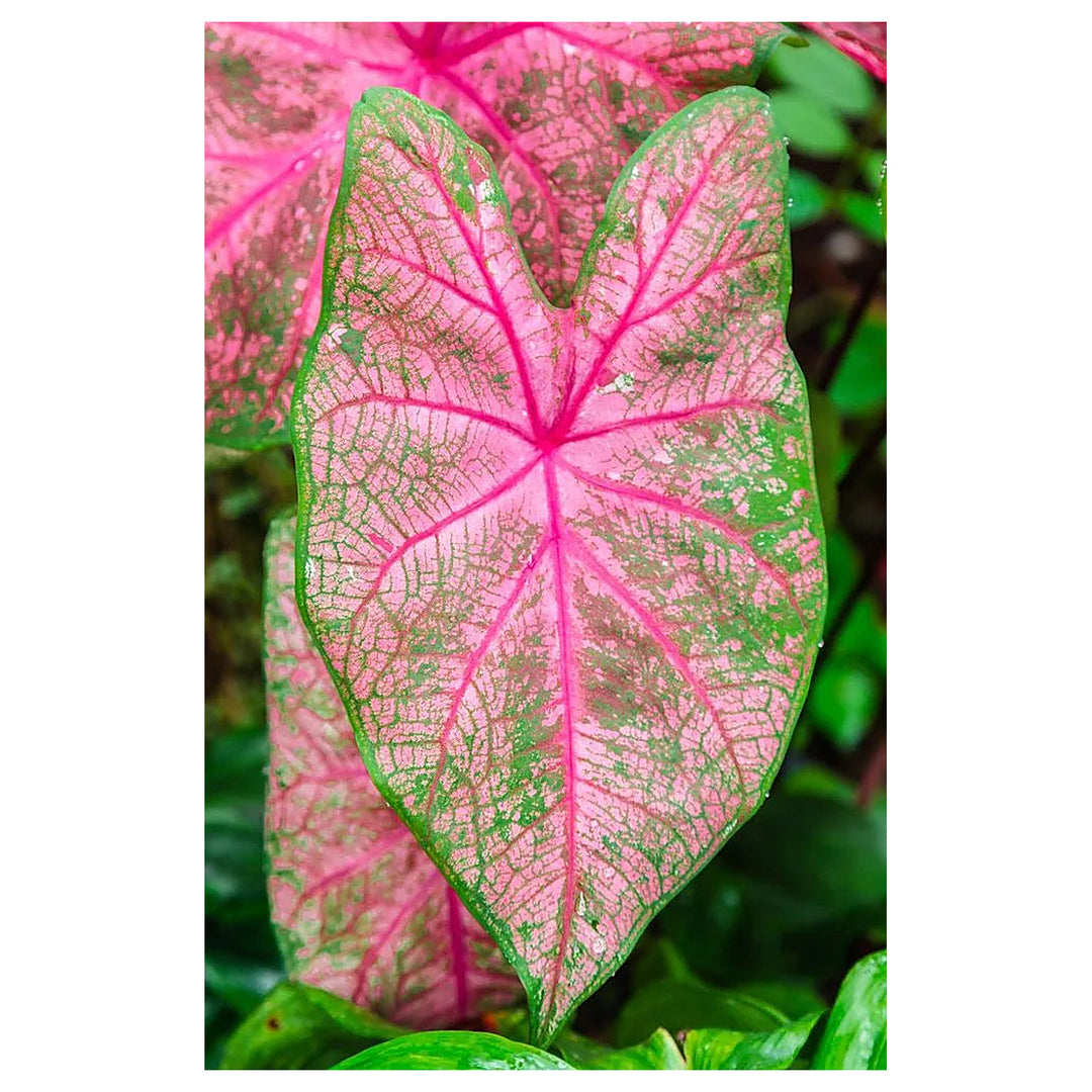 Carolyn Whorten Caladium Leaf Flower Seeds – Heirloom, Non-GMO, High Germination Organic Garden Seeds for Planting | Neera Seeds product photo [neera-v4-ad58a7903b827bf54cf3]