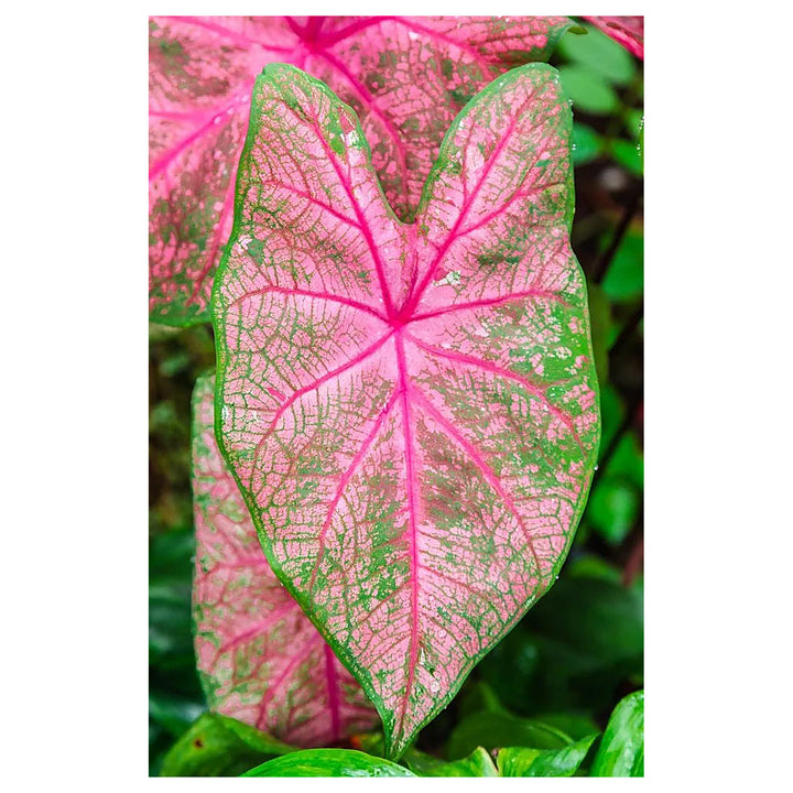 Carolyn Whorten Caladium Leaf Flower Seeds – Heirloom, Non-GMO, High Germination Organic Garden Seeds for Planting | Neera Seeds product photo [neera-v4-ad58a7903b827bf54cf3]