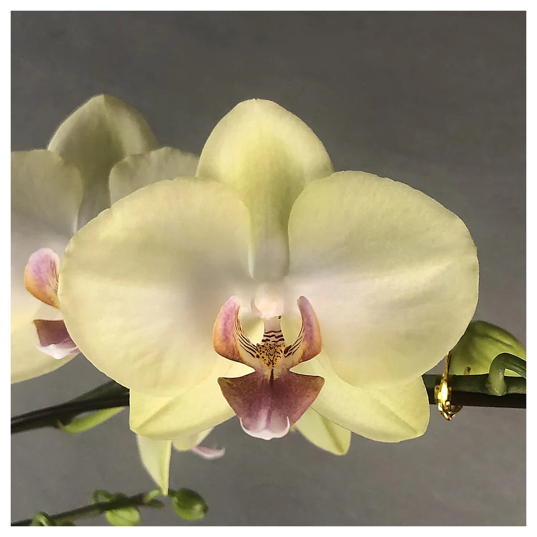 Heirloom Light Yellow Phalaenopsis Orchid Flower Seeds – Non-GMO Exotic Blooms for Planting, High Germination | Neera Seeds product photo [neera-v4-ad65849ed310206c607b]