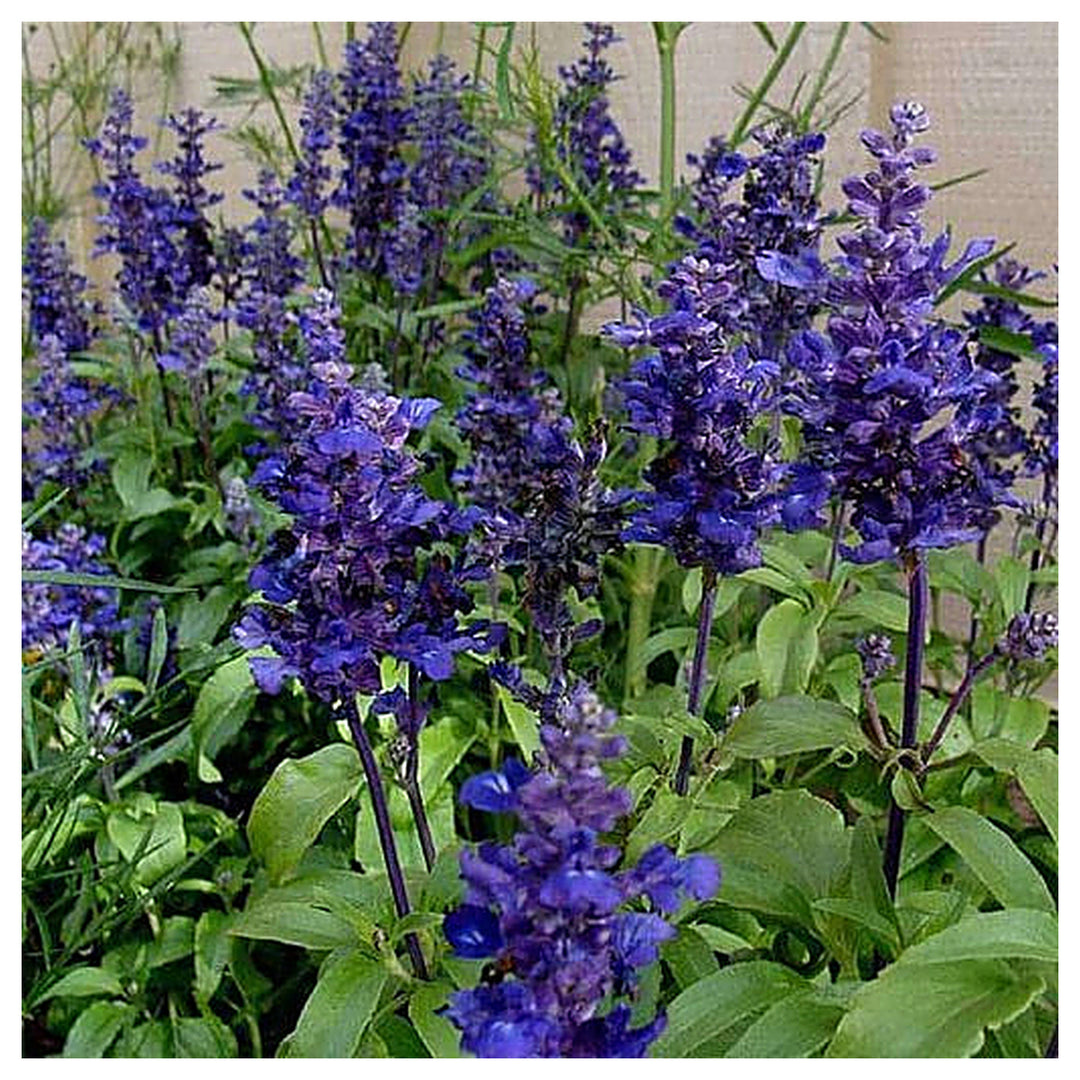 Royal Blue Salvia Flower Seeds for Planting – Heirloom & Non-GMO Pollinator-Friendly Garden Blooms | Neera Seeds product photo [neera-v4-ad8c152161a93ec9ef82]