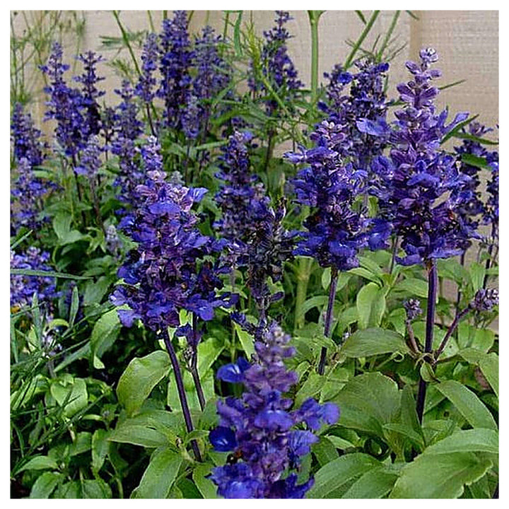 Royal Blue Salvia Flower Seeds for Planting – Heirloom &amp; Non-GMO Pollinator-Friendly Garden Blooms | Neera Seeds product photo [neera-v4-ad8c152161a93ec9ef82]