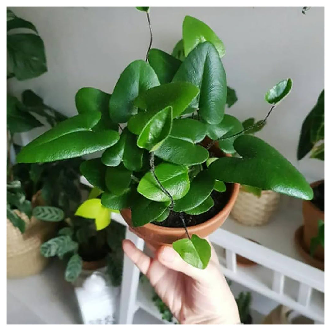 Harts Tongue Fern Furcata Spores Hardy Fern Garden With Unusual Split Leaves Flower Seeds | Neera Seeds product photo [neera-v4-ad924cad2c1f560fef84]