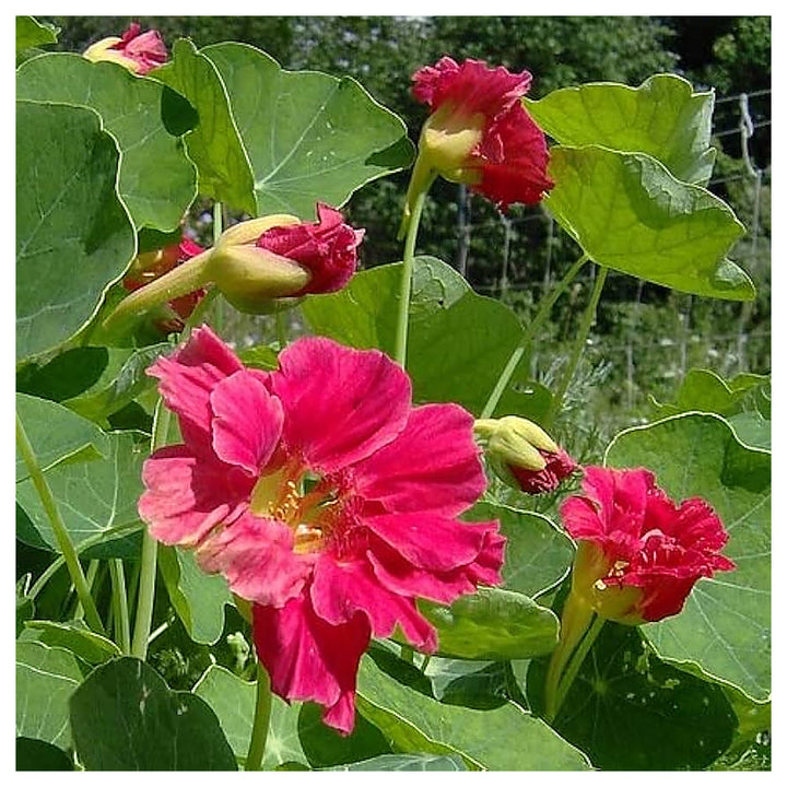 Pink Tropaeolum Majus Flower Seeds for Planting – Heirloom, Non-GMO, High Germination Nasturtium Garden Seeds | Neera Seeds product photo [neera-v4-ad967c961a9686b382d7]