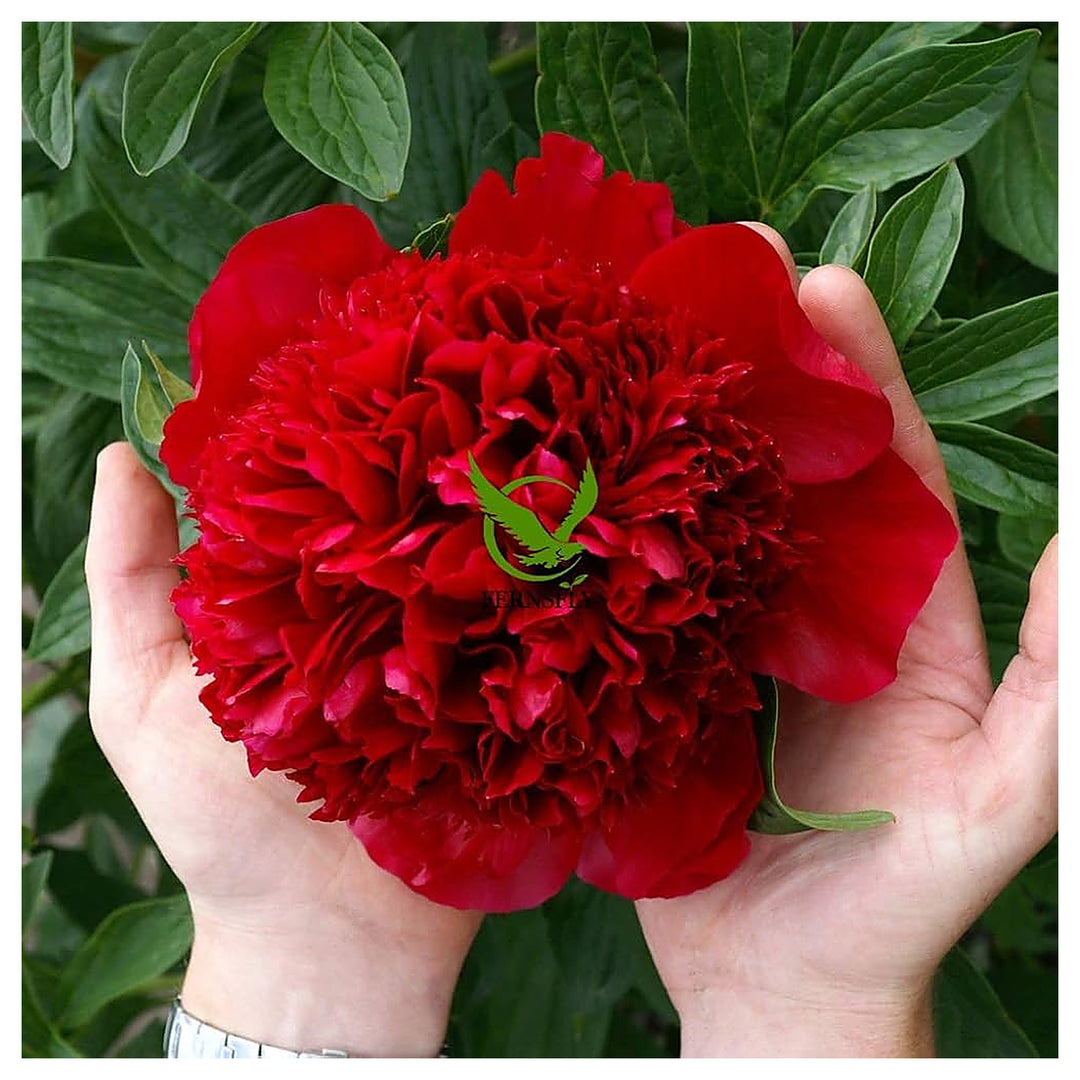 Rare Peony Flower Planting Garden And Bonsai Decoration Flower Seeds Home Garden | Neera Seeds product photo [neera-v4-ad9a3a17be6f0b053a6c]