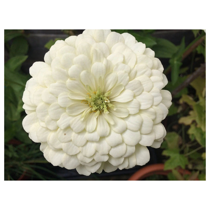 White Zinnia Flower Seeds for Planting – Non-GMO, Heirloom Garden Flower Seeds | Neera Seeds product photo [neera-v4-adad8158ed755f657fc3]