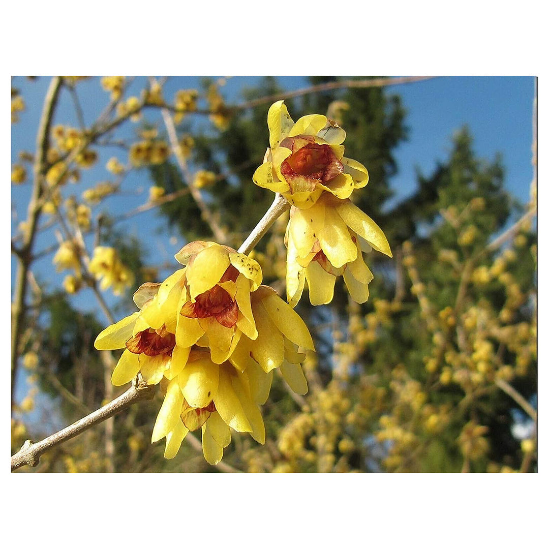 Heirloom Non-GMO Chimonanthus Flower Seeds for Planting – Fragrant Winter Bloom Seeds | Neera Seeds product photo [neera-v4-adb420fb2b51ee96090b]
