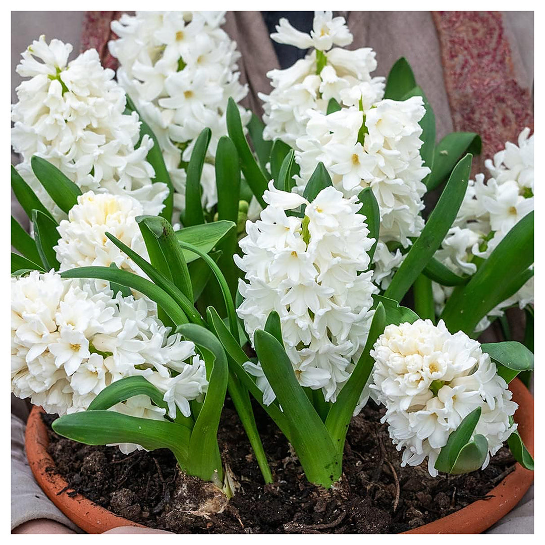 Hyacinthus Orientalis White Flower Seeds for Planting – Heirloom, Non-GMO, Organic Garden Seeds | Neera Seeds product photo [neera-v4-adb46174c60441e9f9ea]