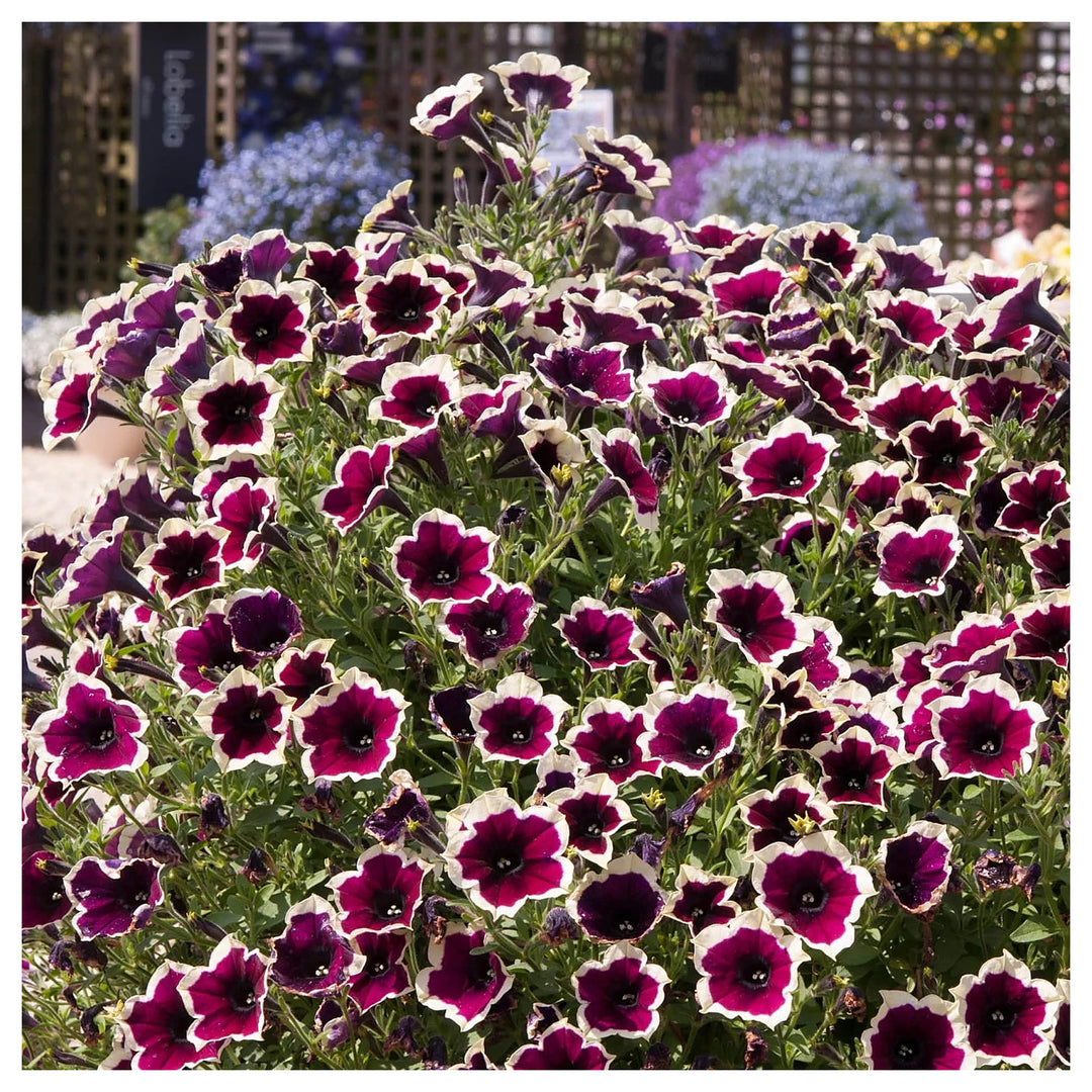 Heirloom Non-GMO Cascadia Flower Seeds for Planting – Colorful Ornamental Garden Blooms | High Germination | Neera Seeds product photo [neera-v4-adbb771c4851b248646b]