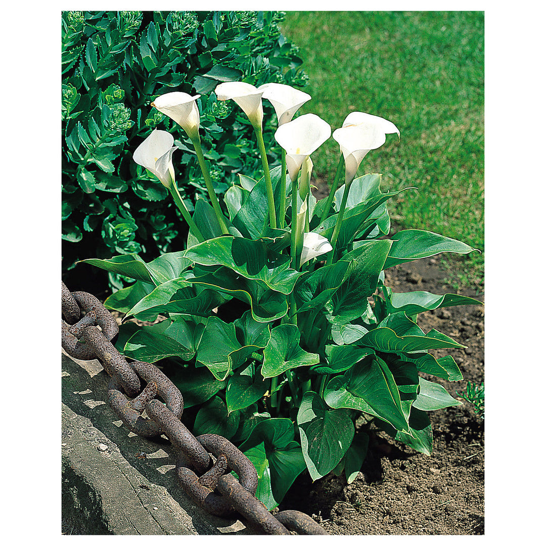 White Zantedeschia Aethiopica Flower Seeds for Planting – Heirloom, Non-GMO, High Germination Organic Garden Seeds | Neera Seeds product photo [neera-v4-adce5e453514364124d1]