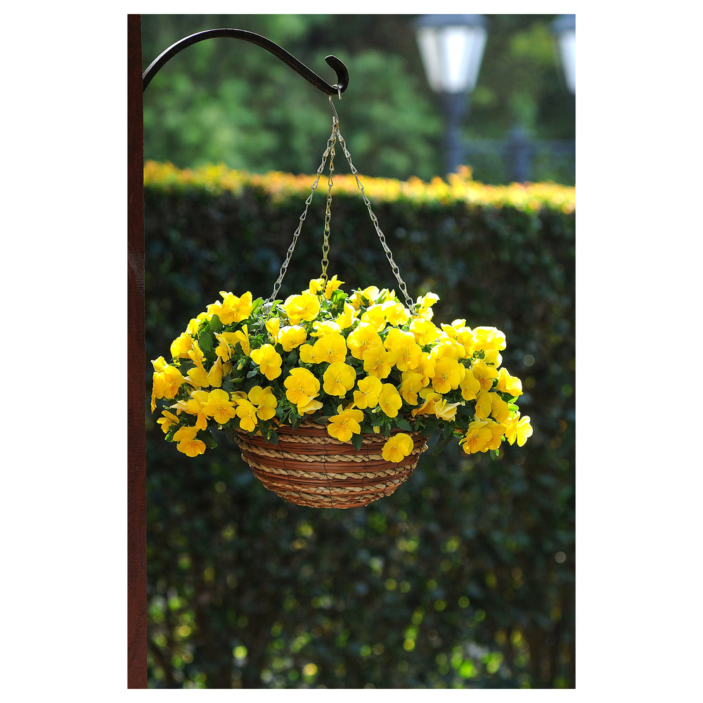 Heirloom Trailing Pansy Flower Seeds for Planting – Non-GMO, Organic Garden Seeds with High Germination | Neera Seeds product photo [neera-v4-adea41af79421e3b4c64]