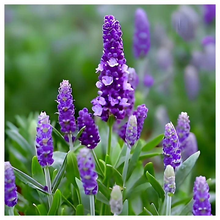 Lavender Flower Planting Bonsai Tree And Home Garden Decoration Flower Seeds Home | Neera Seeds product photo [neera-v4-adfe0a50cc8b8dc4fa04]