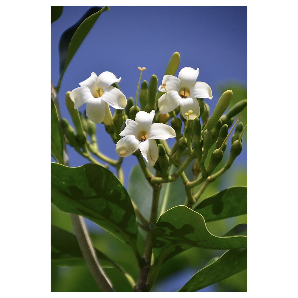 Heirloom Non-GMO Fagraea Flower Seeds for Planting – Fragrant Tropical Evergreen Garden Blooms | Neera Seeds product photo [neera-v4-ae04b8b0e90e5c254a73]