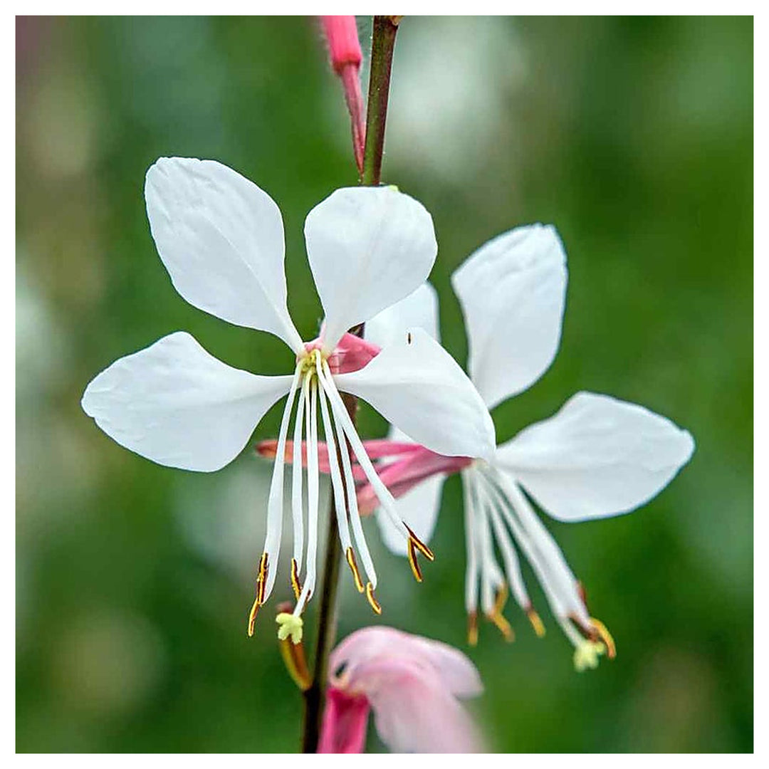 Heirloom Gaura Lindheimeri Flower Seeds, Non-GMO Delicate White Blooms for Garden Planting | Neera Seeds product photo [neera-v4-ae0b22742da8cfc4f98b]