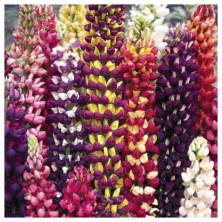 Organic Heirloom Non-GMO Mixed Tutti Frutti Lupine Seeds for Planting – Colorful Blooms, Heirloom Seeds | Neera Seeds product photo [neera-v4-ae180a23edb73baf3575]