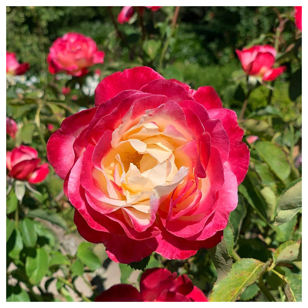 Dragon Rose Pink Yellow Plant Seeds for Planting Non-GMO Heirloom Garden Seeds for Home and Outdoor Growing | Neera Seeds product photo [neera-v4-ae3cacb7ac9505bb8a63]